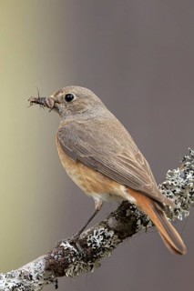 Common Redstart (Phoenicurus phoenicurus) female perched on a branch with food in its beak,