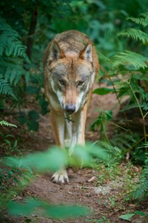 European gray wolf (Canis lupus), running in the forest, summer, Germany