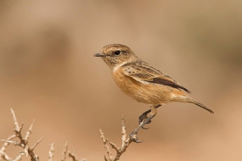 European Stonechat (Saxicola rubicola) female perched on a branch, Morocco