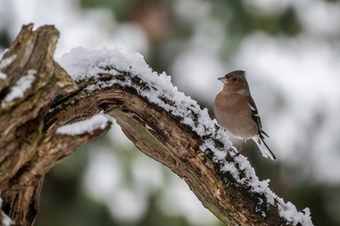 Chaffinch (Fringilla coelebs), Emsland, Lower Saxony, Germany