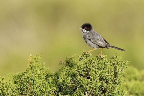 Cyprus Warbler (Sylvia melanothorax) male, Cyprus