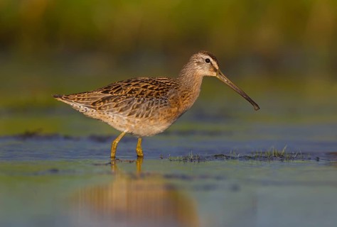 Short-billed Dowitcher (Limnodromus griseus), Ohio, USA