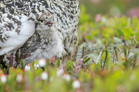 White-tailed Ptarmigan (Lagopus leucurus) in the alpine habitat of British Columbia, Canada