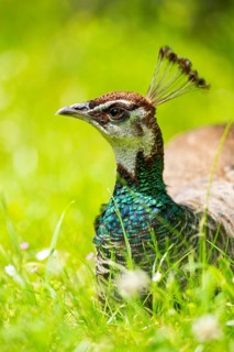 Indian peafowl (Pavo cristatus) on a meadow, portrait, Germany