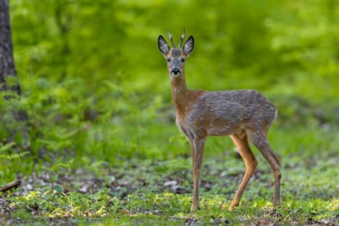 The roebuck (Capreolus capreolus) moves further and further into the oak woodland, change of coat,