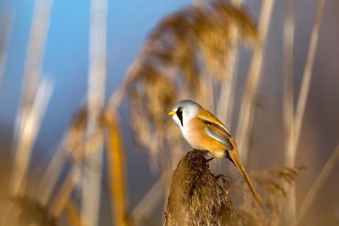 Bearded reedling (Panurus biarmicus), Federsee lake, Baden-Württemberg, Federal Republic of Germany
