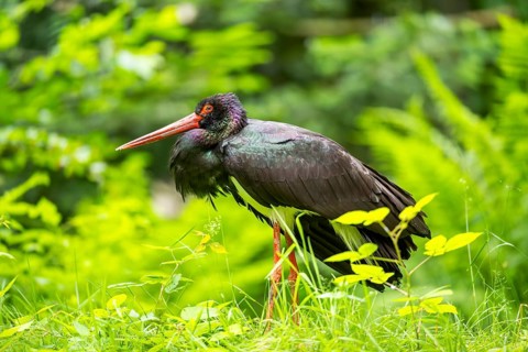 Black stork (Ciconia nigra) standing on a meadow, Bavaria, Germany