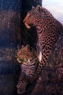 Leopard, with young, 6 months, old, Panthera pardus, Botswana, Botswana, Botswana