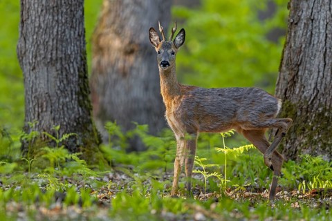 A careless movement attracts the attention of a roebuck (Capreolus capreolus), change of coat, May,