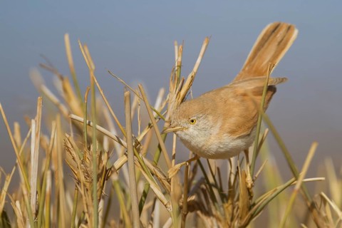 African Desert Warbler - Saharagrasmücke - Sylvia deserti, Morocco