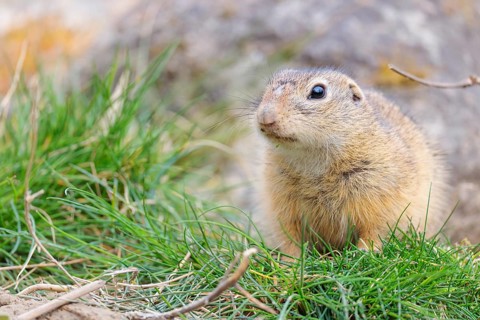 A fully grown European ground squirrel (Spermophilus citellus) sits in rocky terrain on a cloudy