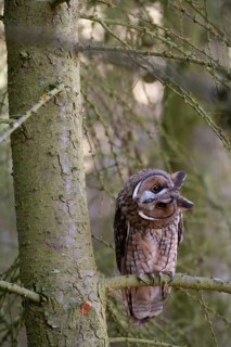 Long eared owl (Asio otus) adult bird on a pine tree branch in a woodland, England, United Kingdom