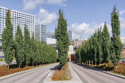 Trembling Poplar (Populus tremula 'Erecta'), Finland