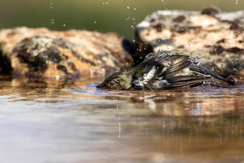 Common Chaffinch (Fringilla coelebs) female bathing, Castile and Leon, Spain
