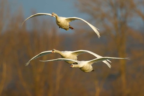 Mute Swan (Cygnus olor) group flying, North Rhine-Westphalia, Germany