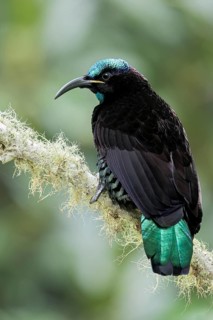 Paradise Riflebird (Ptiloris paradiseus) perched on a branch in eastern Australia