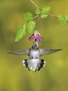 Anna's Hummingbird (Calypte anna), British Columbia, Canada