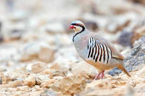 Chukar chicken, Chukar stone chicken, (Alectoris chuka), Animals, Chickens, Chukahens, Family of