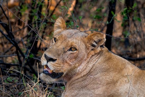 Lioness (Panthera leo), lying in the shade, animal portrait, Moremi Game Reserve, Botswana