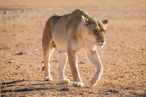 Lioness (Panthera leo) walking on dry ground, Kgalagadi Transfrontier National Park, Northern Cape,