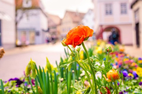 A bright red flower in the foreground of a flower bed in a friendly spring city view, Nagold, Calw