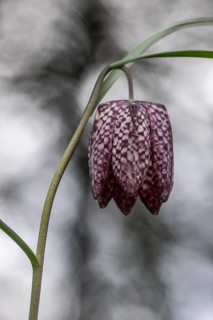 Snake's Head Fritillary (Fritillaria meleagris), Emsland, Lower Saxony, Germany