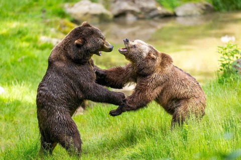 Eurasian brown bear (Ursus arctos arctos) playing with each other on a meadow, Bavarian Forest,