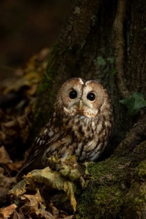 Tawny Owl (Strix aluco) captive, Germany