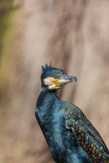 Great cormorant, Phalacrocorax carbo, sits on a branch