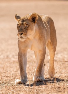 Lioness (Panthera leo) walking towards camera, Kgalagadi Transfrontier National Park, Northern