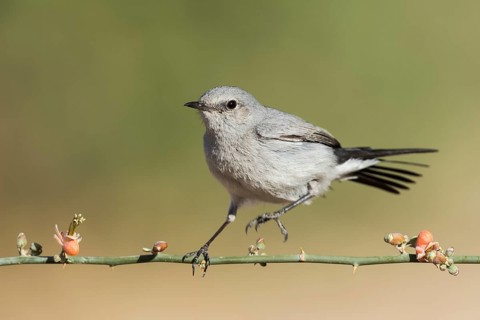 Blackstart (Oenanthe melanura), Eilat, Israel