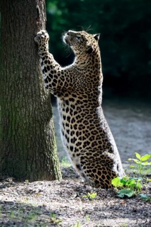 Sri Lanka Leopard (Panthera pardus kotiya), adult, tree trunk, sharpening claws, Sri Lanka
