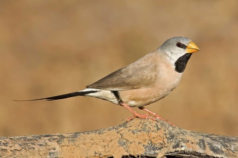 Long-tailed Finch (Poephila acuticauda), Kimberley, Western Australia, Australia