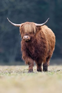 Highland cattle (Bos taurus), adult animal standing in a meadow, Switzerland