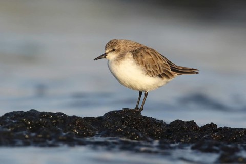 Red-necked Stint (Calidris ruficollis) foraging, Victoria, Australia