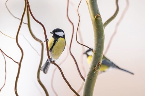 Great tit (Parus major) sitting on a branch, Bavaria, Germany