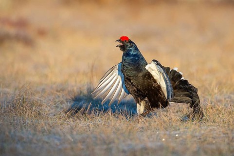 Black grouse (Lyrurus tetrix), black grouse courtship in Sweden, Fågelsjö, Gävleborgs län, Sweden