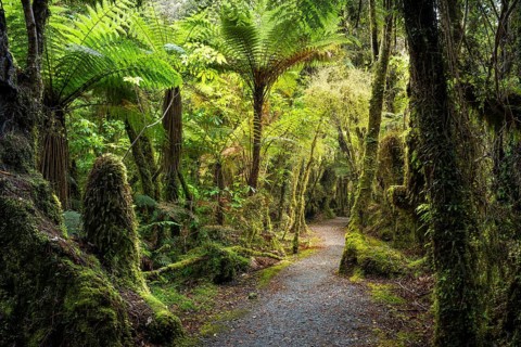 Hiking trail through a wooded landscape with ferns and mosses. Minnehaha Walk, Fox Glacier Area,