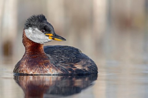 Red-necked Grebe (Podiceps grisegena) male, Saxony-Anhalt, Germany