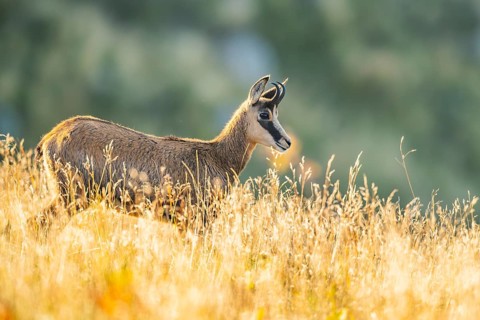 Chamois (Rupicapra rupicapra) on a meadow in the morning sun in the Vosges Mountains, wildlife,