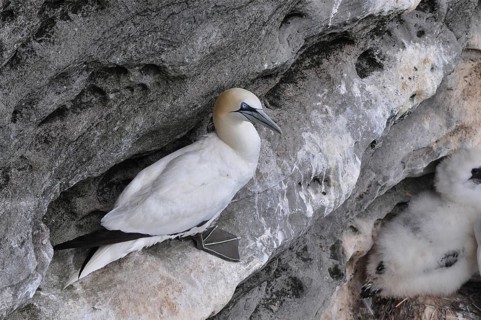 Northern gannet (Morus bassanus)