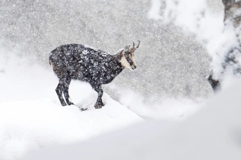 Chamois (Rupicapra rupicapra), chamois goat during heavy snowfall, Tyrol, Austria