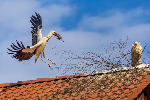 White stork (Ciconia ciconia), flying to the nest with nesting material in its beak, Affenberg,