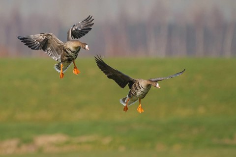 Greater White-fronted Goose (Anser albifrons) flying, Netherlands
