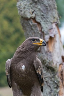 Portrait of immature Aquila nipalensis, steppe eagle, in late light with green background