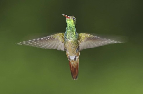 Buff-bellied Hummingbird (Amazilia yucatanensis), Texas, USA