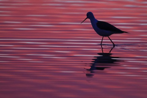 Black-winged Stilt (Himantopus himantopus), Spain