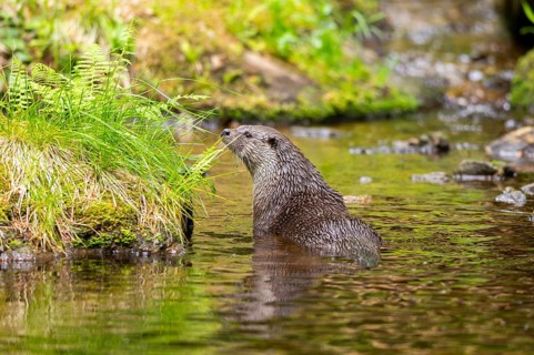 Eurasian otter (Lutra lutra) on the edge of a little lake in a forest, Bavaria, Germany