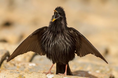 Spotless Starling (Sturnus unicolor) at coursthip display, Castile-La Mancha, Spain