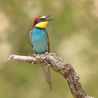 European bee-eater (Merops apiaster) sitting on a branch, Lake Neusiedl, Burgenland, Austria